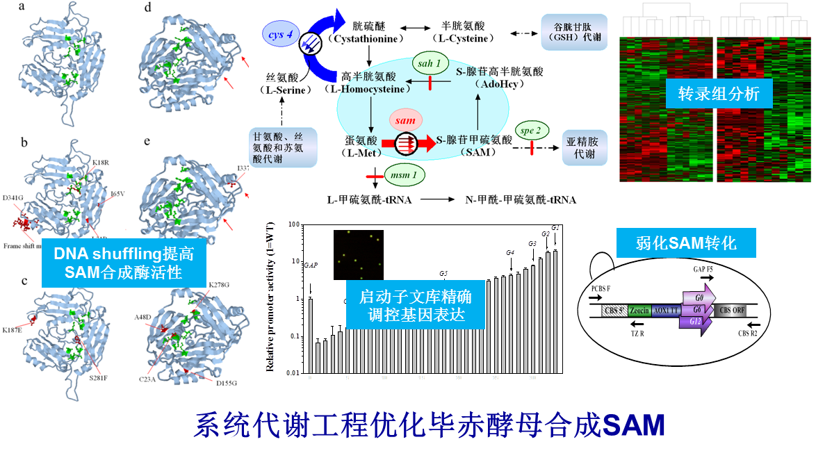 生物合成工程實(shí)驗(yàn)室<br>Biosynthetic Engineering Laboratory